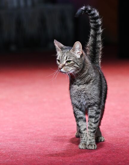 Russia Kuklachev Cats Theatre