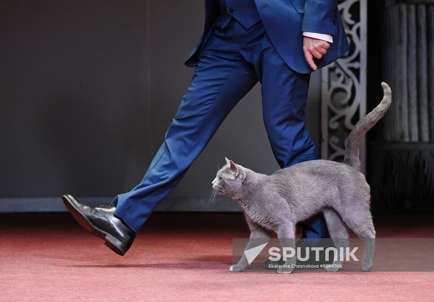 Russia Kuklachev Cats Theatre