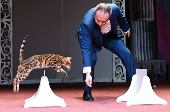 Russia Kuklachev Cats Theatre