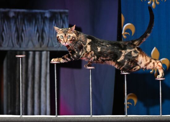 Russia Kuklachev Cats Theatre