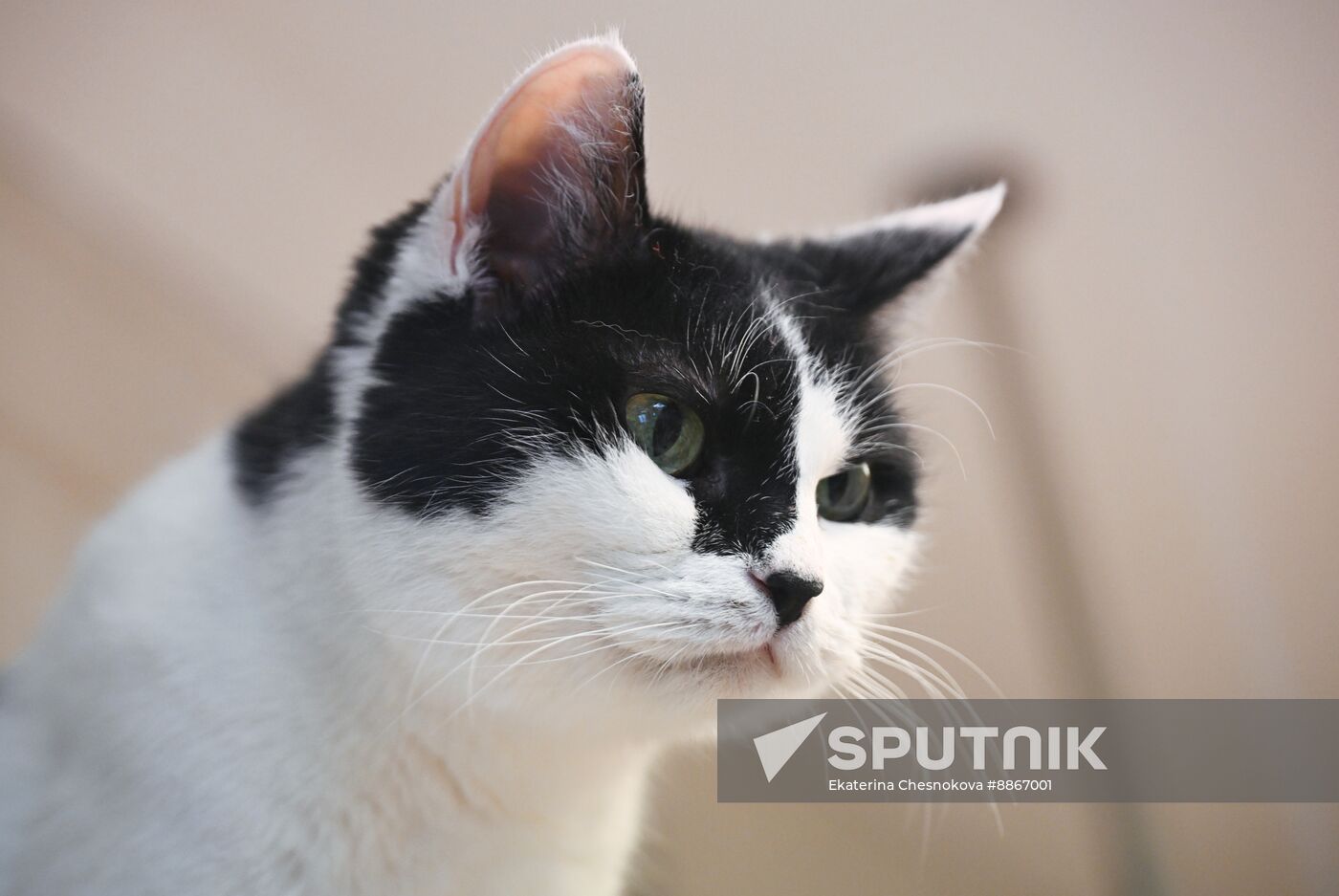 Russia Kuklachev Cats Theatre