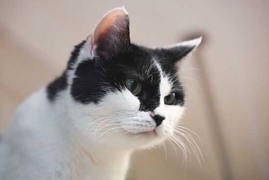 Russia Kuklachev Cats Theatre