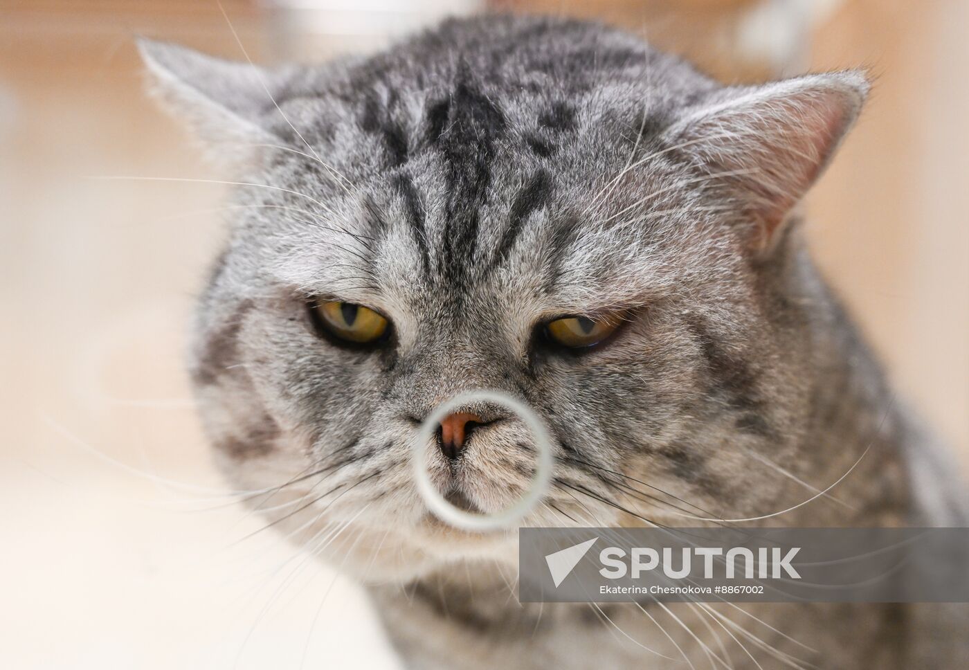 Russia Kuklachev Cats Theatre