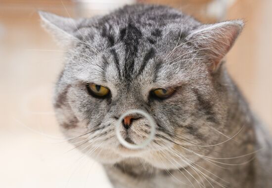 Russia Kuklachev Cats Theatre