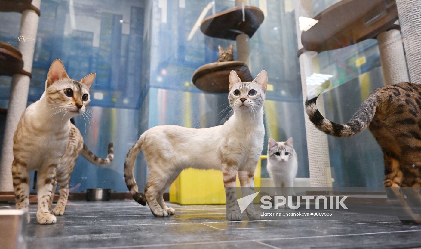 Russia Kuklachev Cats Theatre