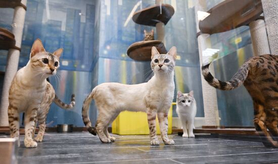 Russia Kuklachev Cats Theatre