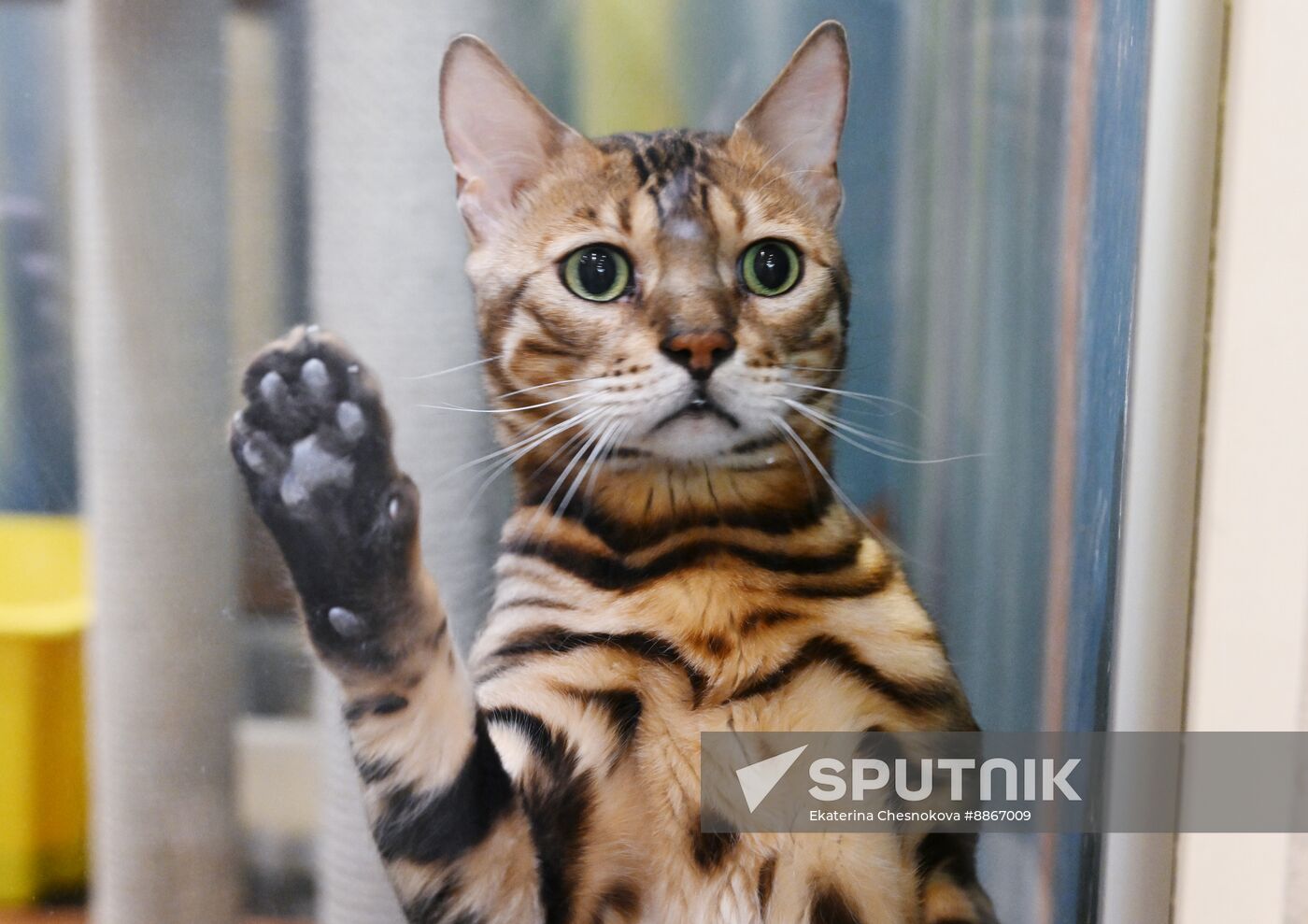 Russia Kuklachev Cats Theatre