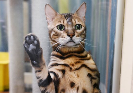 Russia Kuklachev Cats Theatre