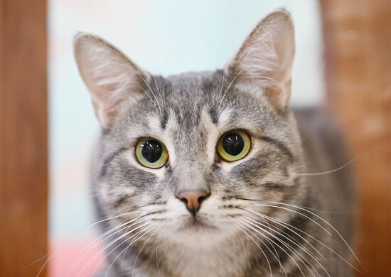 Russia Kuklachev Cats Theatre