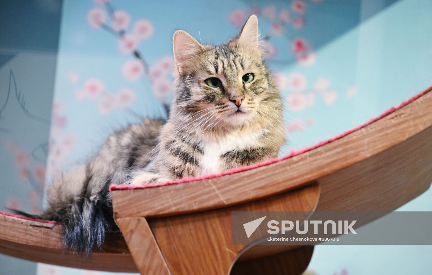 Russia Kuklachev Cats Theatre