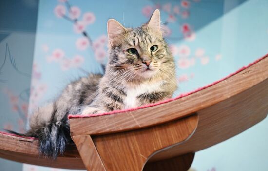 Russia Kuklachev Cats Theatre