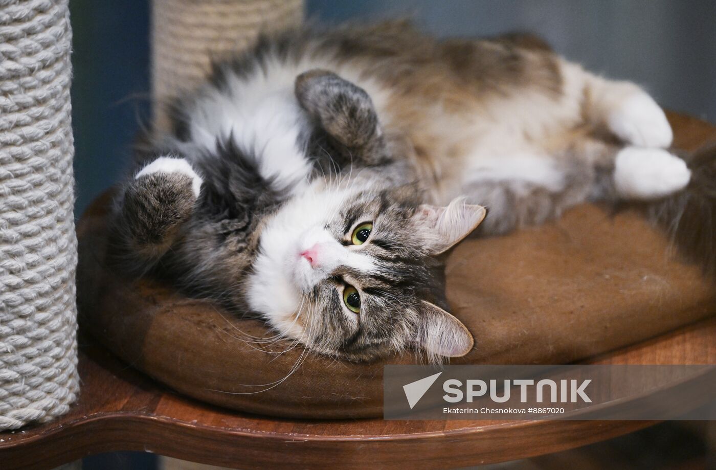 Russia Kuklachev Cats Theatre