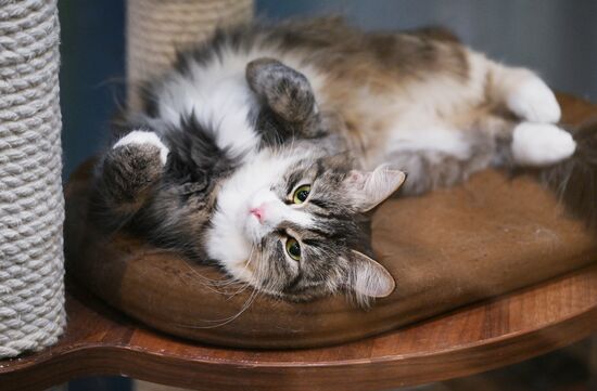 Russia Kuklachev Cats Theatre