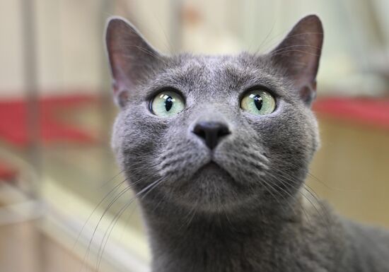 Russia Kuklachev Cats Theatre