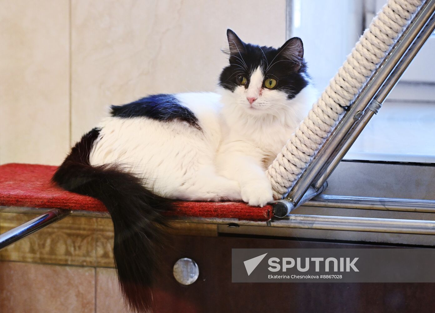 Russia Kuklachev Cats Theatre