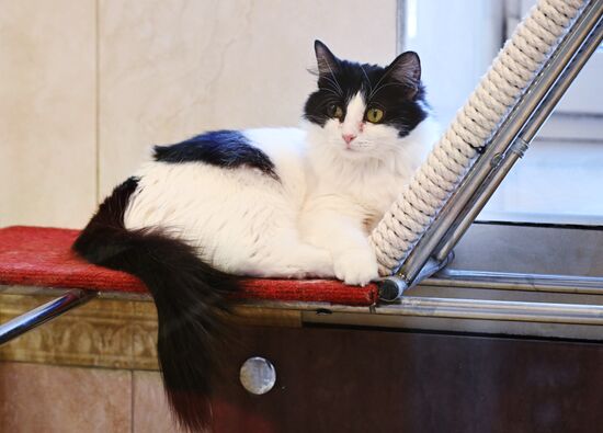 Russia Kuklachev Cats Theatre