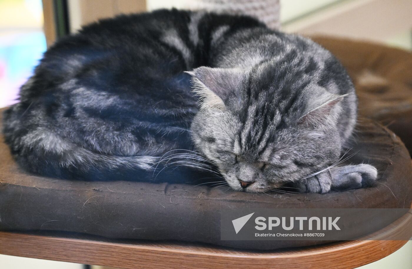 Russia Kuklachev Cats Theatre