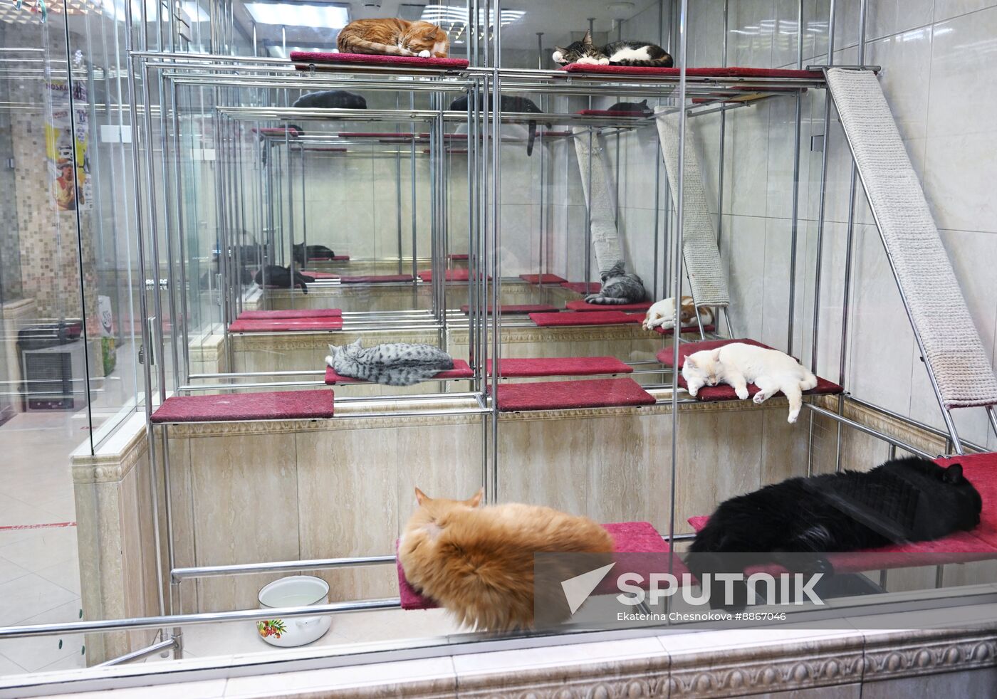 Russia Kuklachev Cats Theatre