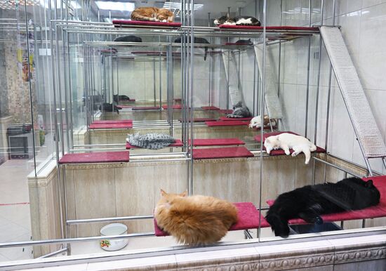 Russia Kuklachev Cats Theatre