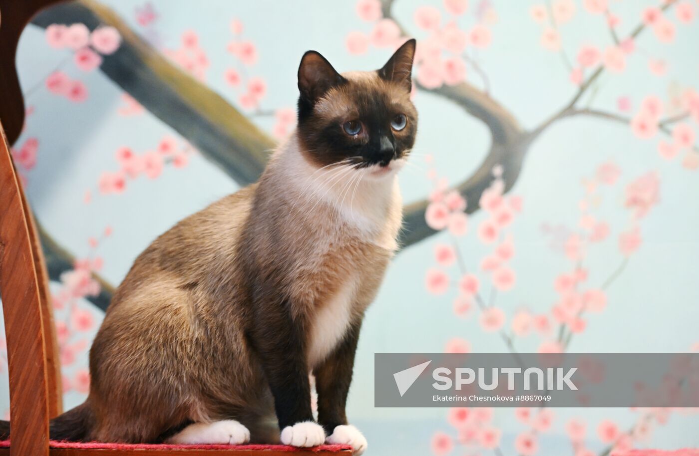 Russia Kuklachev Cats Theatre