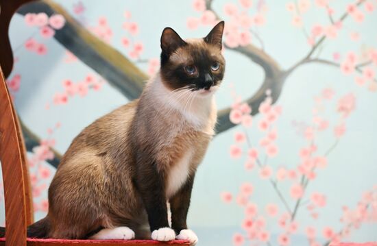 Russia Kuklachev Cats Theatre