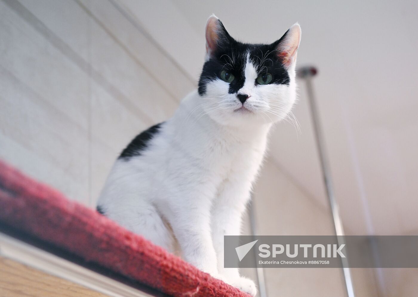 Russia Kuklachev Cats Theatre