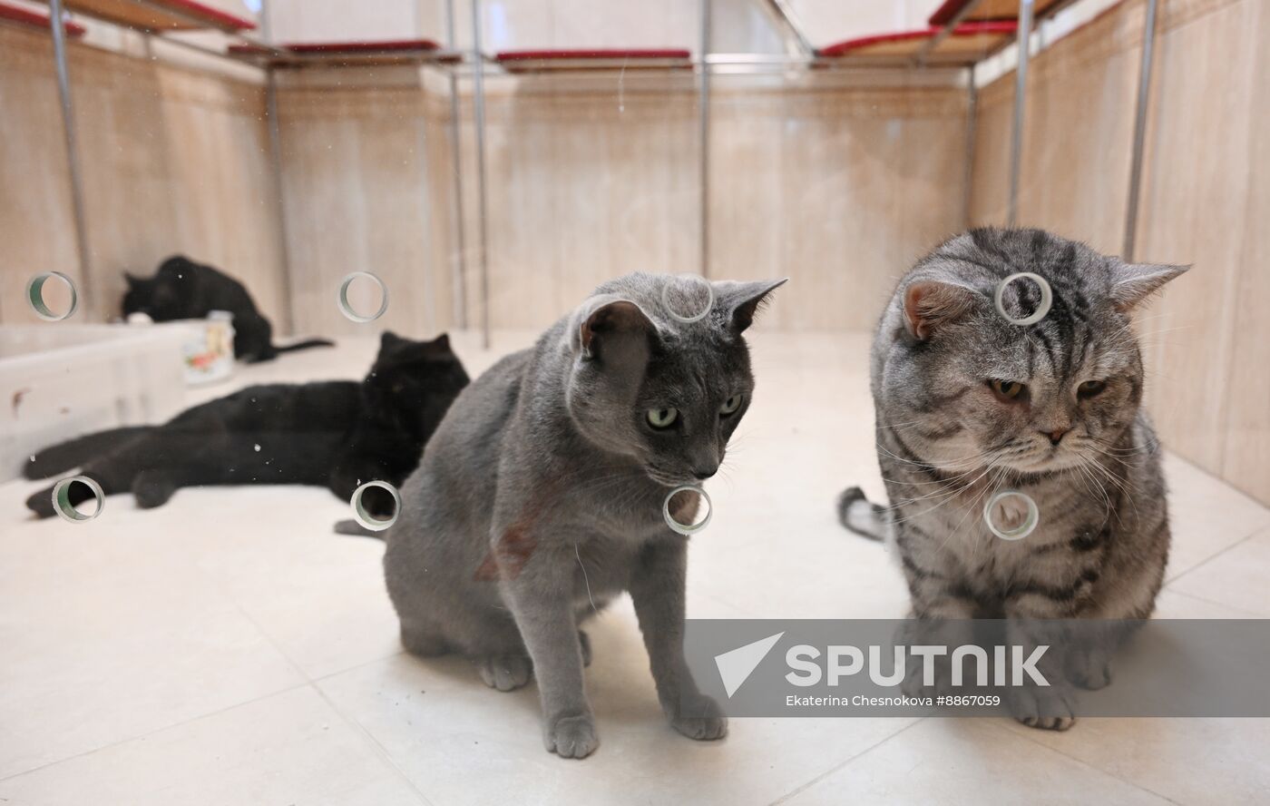 Russia Kuklachev Cats Theatre