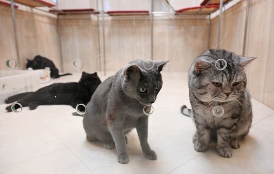 Russia Kuklachev Cats Theatre
