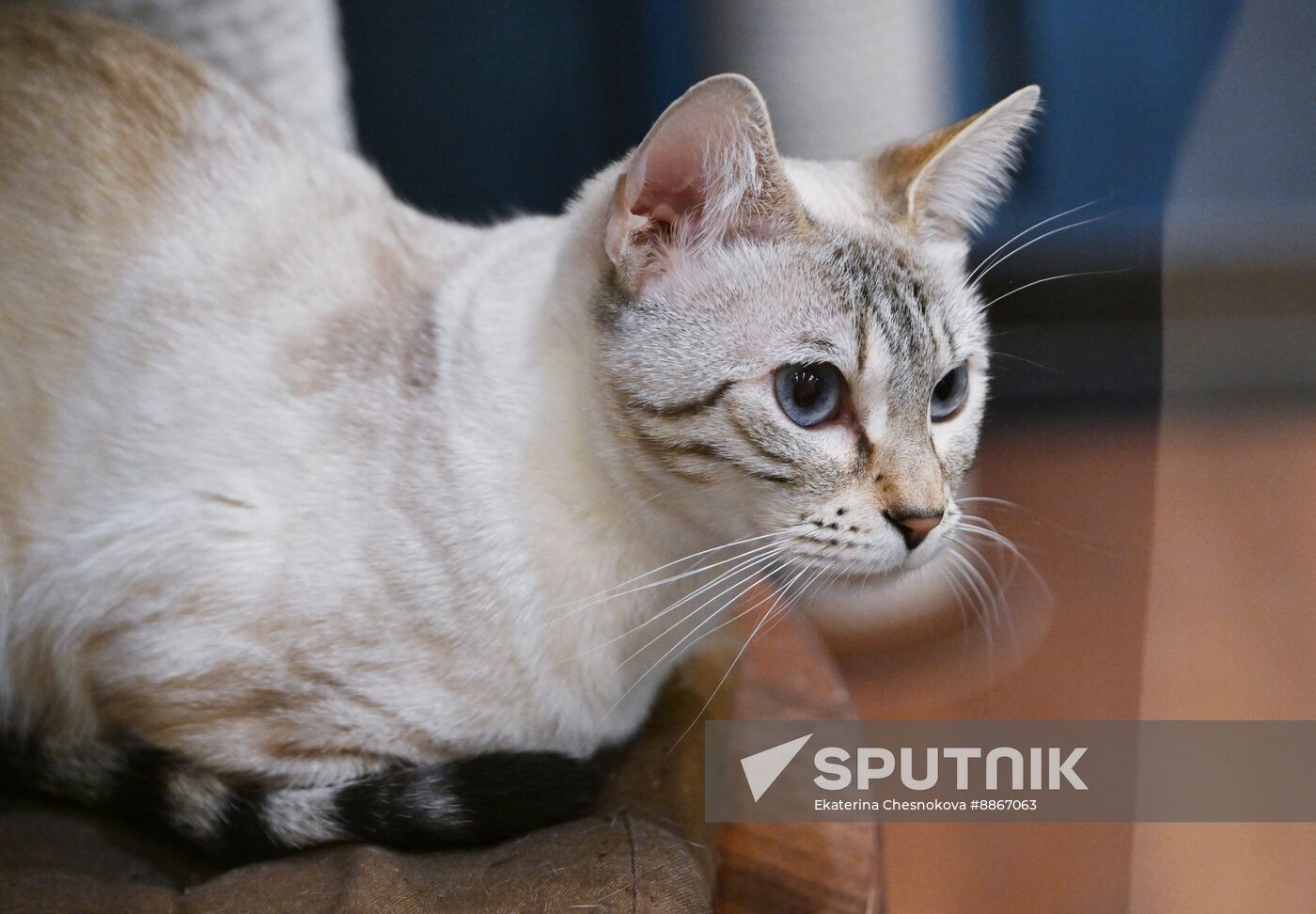 Russia Kuklachev Cats Theatre