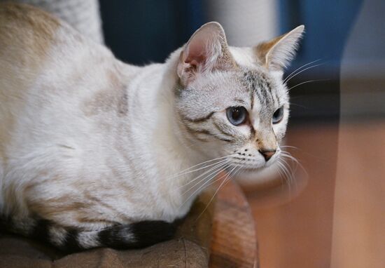 Russia Kuklachev Cats Theatre