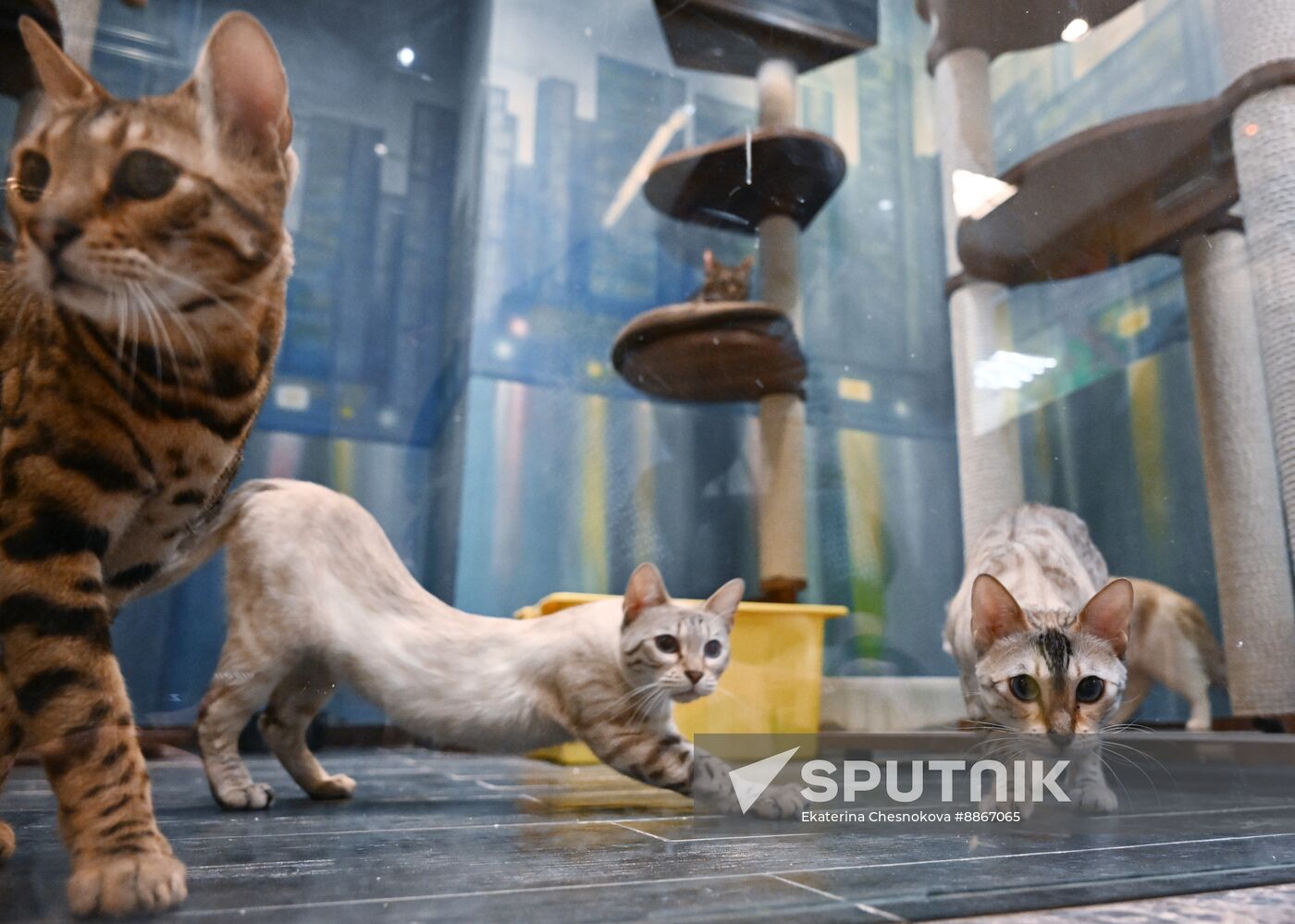 Russia Kuklachev Cats Theatre