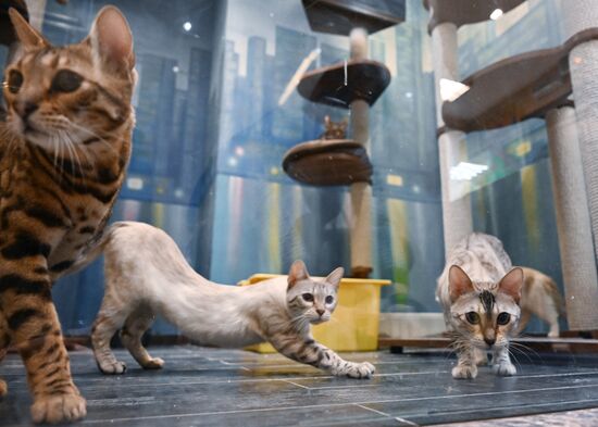Russia Kuklachev Cats Theatre