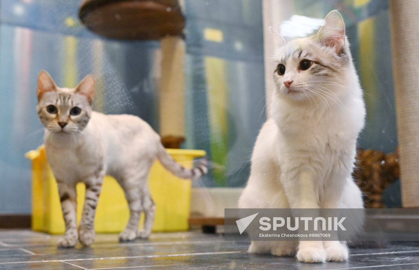 Russia Kuklachev Cats Theatre