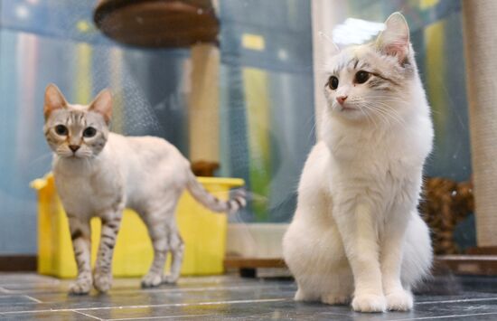 Russia Kuklachev Cats Theatre
