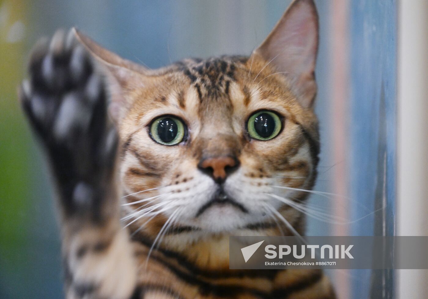 Russia Kuklachev Cats Theatre