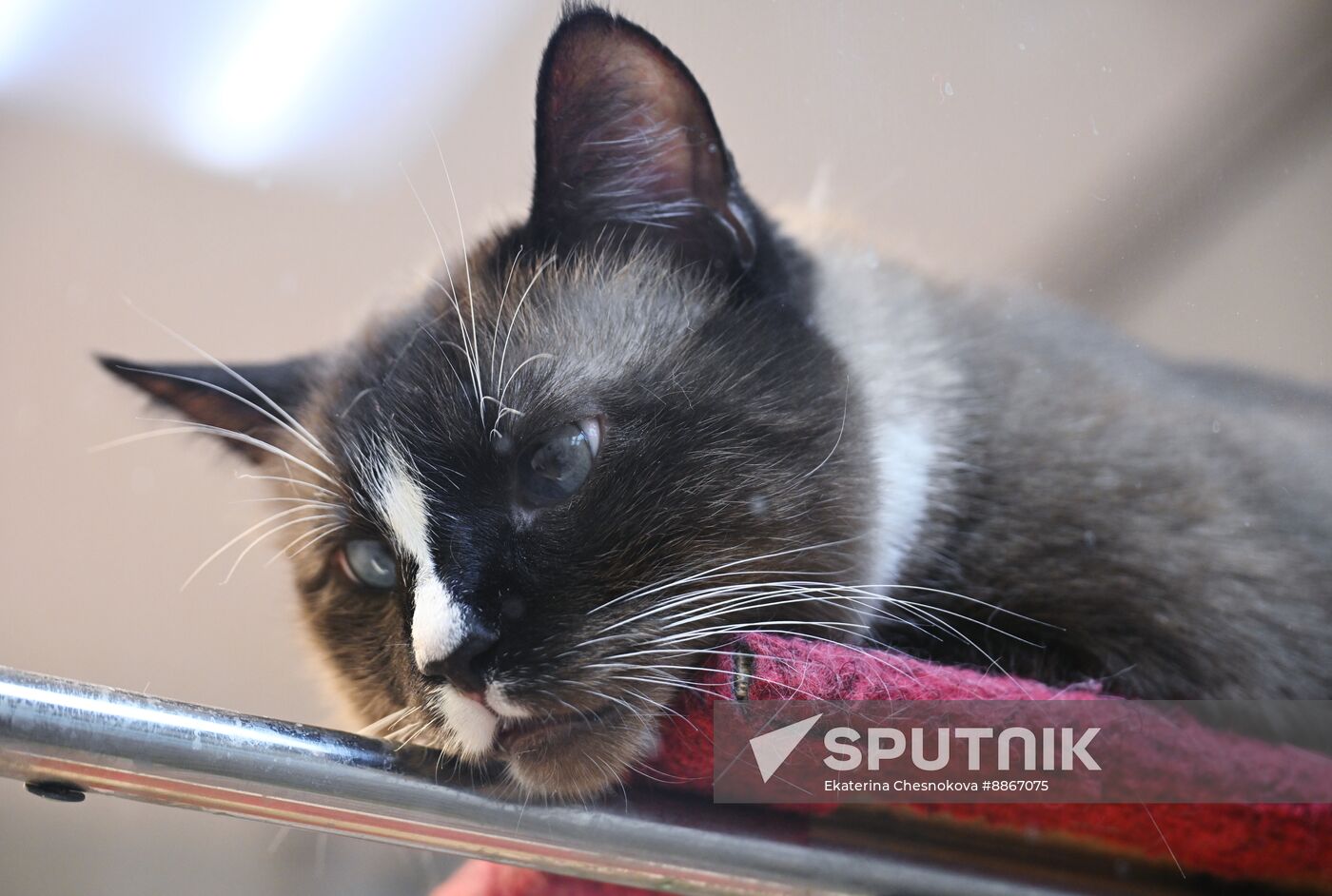 Russia Kuklachev Cats Theatre