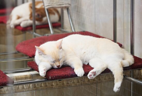Russia Kuklachev Cats Theatre
