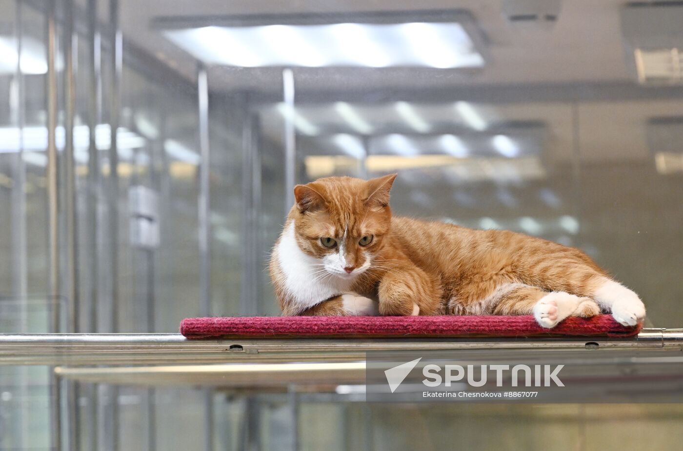 Russia Kuklachev Cats Theatre