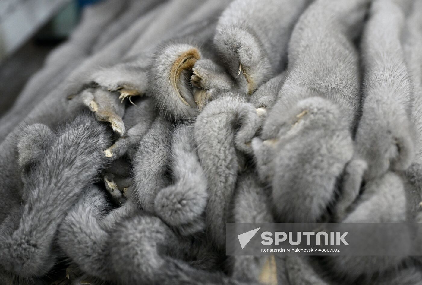 Russia Crimea Fur Factory