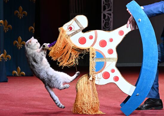 Russia Kuklachev Cats Theatre