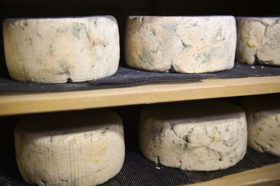 Russia Dairy Industry