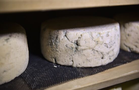 Russia Dairy Industry