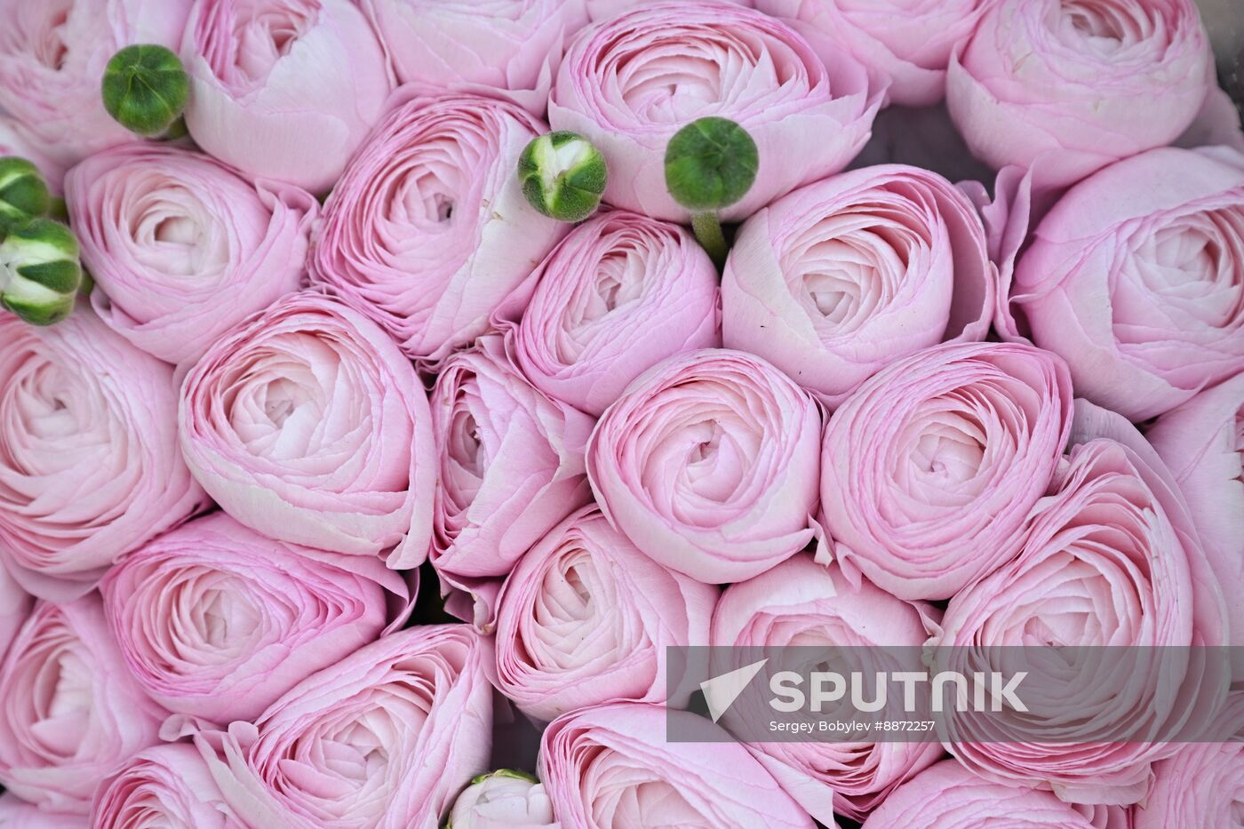 Russia Women’s Day Flowers Selling