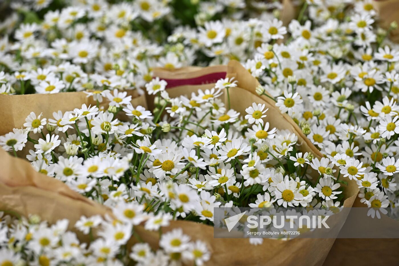 Russia Women’s Day Flowers Selling