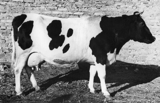 12th All-Union Competition of Milking Machine Operators