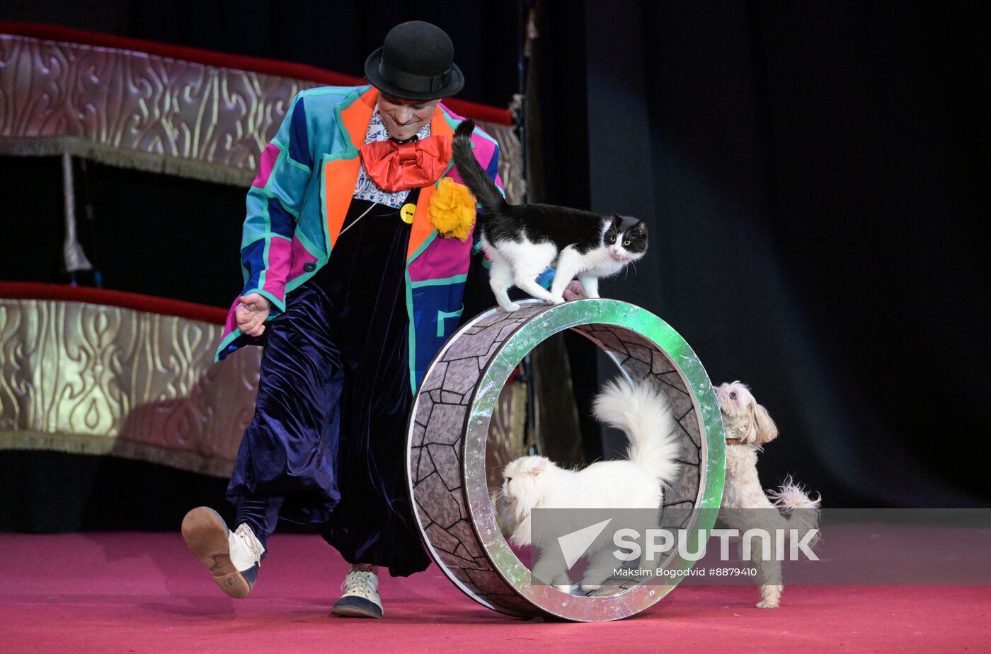 Russia Cat Show