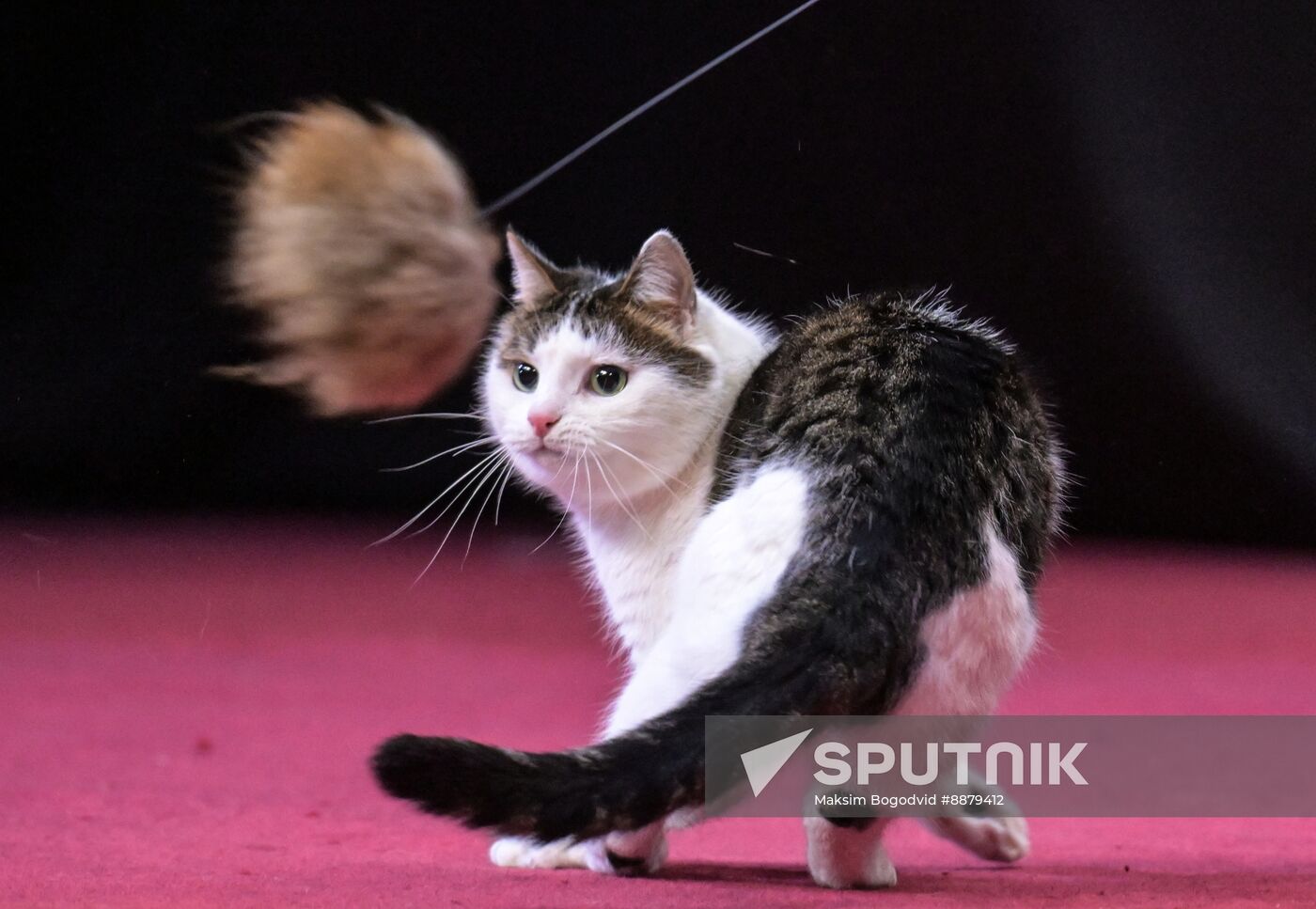 Russia Cat Show