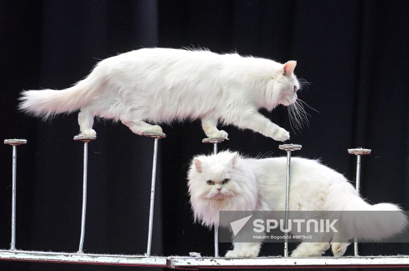 Russia Cat Show