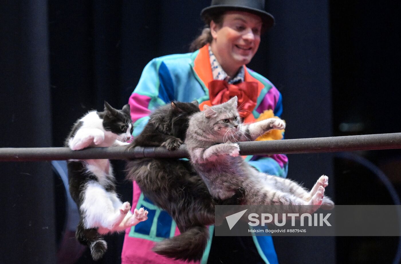 Russia Cat Show