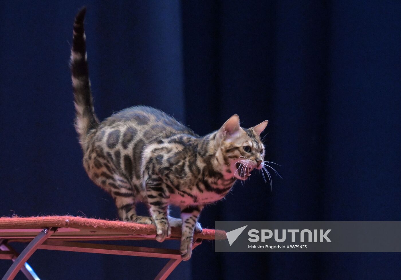 Russia Cat Show